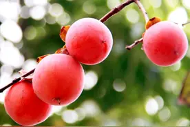 农村“四大硬、四大软、四大红、四大绿”，都是啥？老祖宗智慧高图片