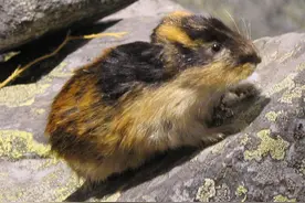 旅鼠集体跳海自杀，是真的吗？迪士尼曾是谣言的帮凶图片