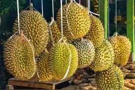 买榴莲时，牢记“5个点”，老板一看就知道是内行，不敢糊弄你图片