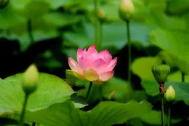 7天后，金牛始于心动，发财暴富，旧爱回头，旧情重来，余生娶你图片