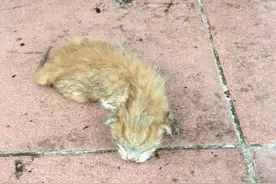 橘猫刚出生就被丢弃，兽医说体质太虚很难救活，三年后竟然大变样图片