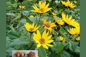 栖霞旧事：我小的时候，奶奶在家前屋后开过荒，种过洋生姜图片