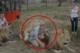 真实纪录片，拍下饲养员被两只狮子分食的过程，现场惨叫声不断图片