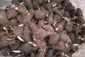 农村种芋头常说“爹奶仔、杀口、衰苗”，深入了解有助于提高产量图片