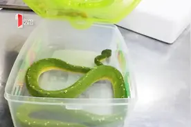 济南一女子带活体蟒蛇过海关：想带回家做宠物