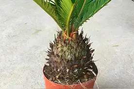 铁树是个好树种，养好铁树有技巧，注意这3点图片