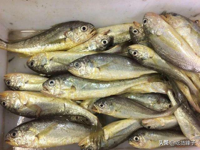 小黄鱼与黄花鱼图片对比 小黄鱼跟黄花鱼的区别