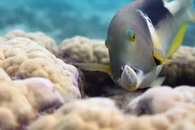 野鸟到处纵火，鱼没有手却能吃贝壳，其实这些动物比人都聪明图片