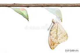 青虫也学庄周梦，化作南园蛱蝶飞图片