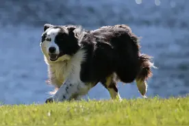 为什么最好不吃狗肉？曾发生集体食物中毒事件，狗肉何时被禁？图片