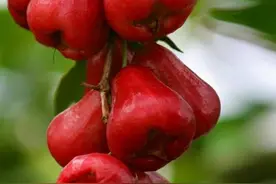 小心台湾莲雾上的米尔顿姬，采摘后只能保持7天，海南种植有绝招图片