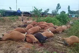 海南惊雷劈死42头牛，造成损失70万，这还不是最惨的图片