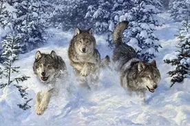 雪狼峡（一） 坠入狼族群图片