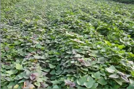 分享红薯、生姜、大蒜最好用的膨大剂配方，既便宜，效果又明显图片