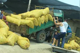 沙窝里的红枣甜在心图片