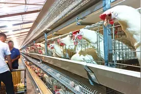 「长安札记」陕西石泉山头上产的“乳酸菌富硒蛋”还真没吃过图片