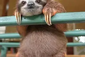 懒兽不止有树懒，还有地懒、海懒...你见过哪几种图片