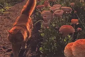 美好的一天从喜欢你开始图片