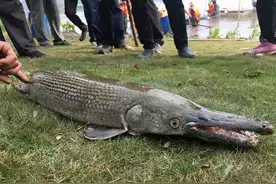 新加坡蓄水池出现恐怖形状的怪物鱼！怎么来到新加坡的？图片