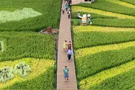 沈阳沈北稻梦空间，长在地上的风景画图片