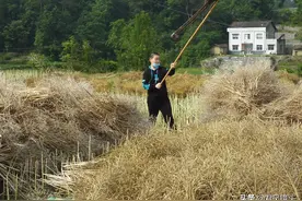 趣图：小学生下乡体验收油菜籽，学会了使用连盖图片