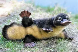 这些动物很萌，但最好别轻易招惹，可能带来致命伤害图片