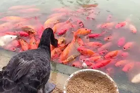 鱼鹅情未了！眼前出现一大片鲤鱼，黑天鹅不但不吃，还给它们喂食