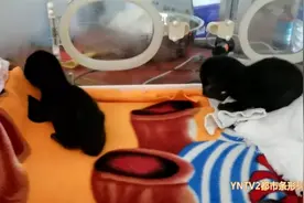 第一位“临时妈妈”上岗！身材娇小却尽职尽责，新生小黑豹终于吃上母乳啦图片