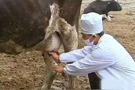 母牛乳房炎用什么药效果最好？母牛乳房炎怎么治好得快？本文详解图片