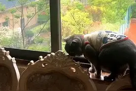 猫咪惹恼了喜鹊，被喜鹊报复，报复的方式笑的人肚子疼图片