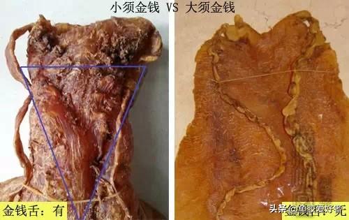 鳘鱼胶图片 2026年赤嘴鳘鱼胶图片
