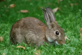 医生给两只小兔打了病毒，没想到全国90%以上的兔子很快都死了图片