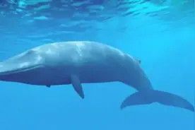 蓝鲸：肠子可达300米，一口能吞下20人，死后滋养鱼虾百十年图片