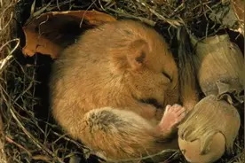 冬眠：一梦生死间？动物的终极生存奥义，冬眠和睡觉有何本质区别图片