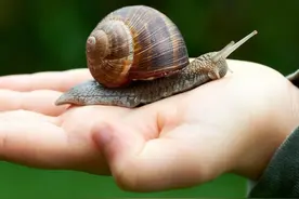 夏季雨多，雨后遇到这种大蜗牛，一定不要让小孩接触，家长要注意图片