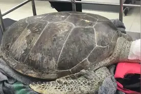 35岁乌龟突然死亡，剖开它的肚子众人惊喜又心疼，全是值钱宝贝图片