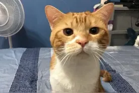 换了三个主人，害怕再次被抛弃，橘猫守着家门不吃不喝等主人回家图片