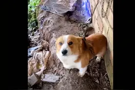 哭笑不得！柯基走失后被栓在山上守鸡，网友：找到工作了图片