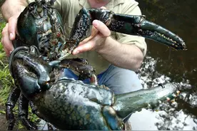 罕见的淡水龙虾：澳洲巨龙虾的个头，那可不是盖的图片