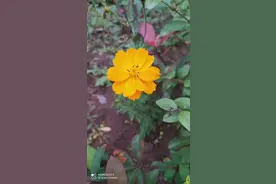 让学生在自主学习中逐渐成长，学会思考，学会发问，学会解答图片