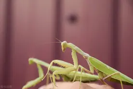 昆虫界的食夫物种，螳螂为了繁殖丢掉性命，这是因为什么原因？图片