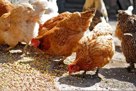 玉米喂鸡的窍门，用这四个小技巧，养鸡既能提高效益又能省成本图片