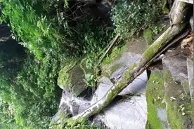 捅了毒蛇窝？南宁一小区眼镜蛇抓不完：人人自危！蛇究竟怕什么？图片