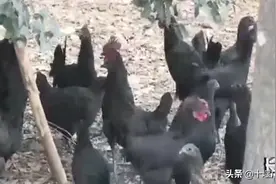 十堰“五黑鸡”150元一只，吃吗？图片