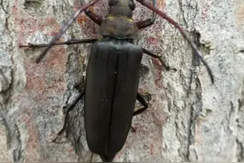 夏天常见的昆虫九种图片