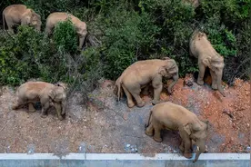 云南野象集体“出逃”，一路向北迁徙，这究竟是什么原因？图片