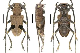 我国发现“新天牛”物种，约5厘米长，地球消失生物为何重现？图片