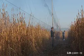 蝗虫，我们给你准备了100种死法图片