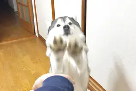 二哈一本正经地用前爪作揖，做什么都摆脱不了二的本性