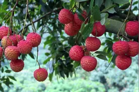 荔枝红了，是小确幸，也是大欢喜图片